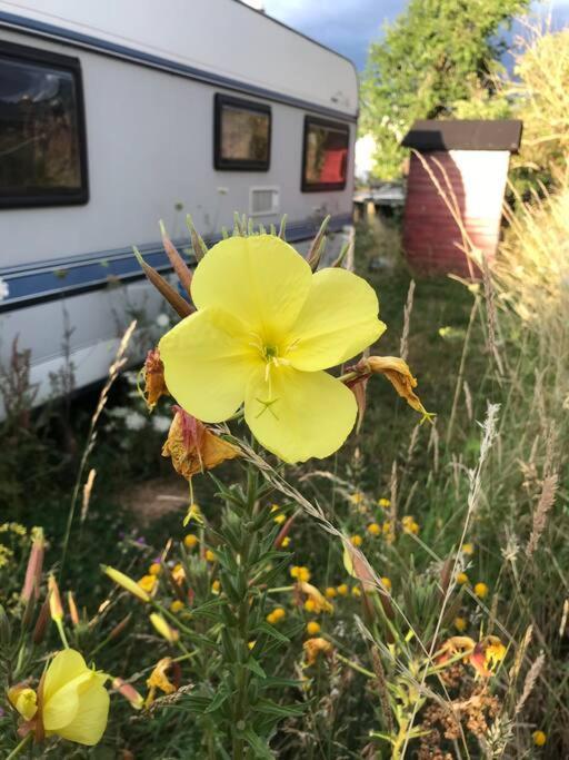Вілла Tiny House Anneliese Hunde Okay Oberbettingen Екстер'єр фото